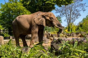 Eléphant d'Afrique